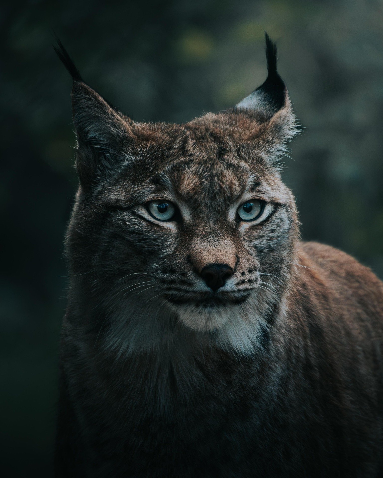 nilshornschuh-lynx-8443540_1920